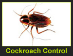 Pest Control in Delhi NCR