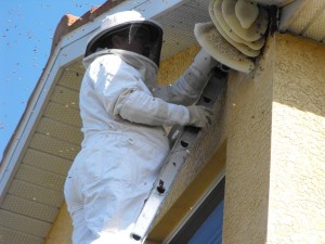 Honey Bee Removal company in Delhi-Gurgaon