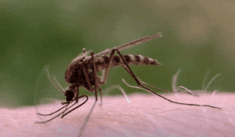 Mosquitoes control in Delhi-Gurgaon